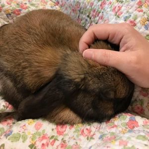 Meet your Posher, Misty